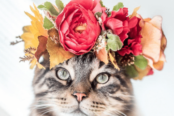 זרי פרחים לחתולים